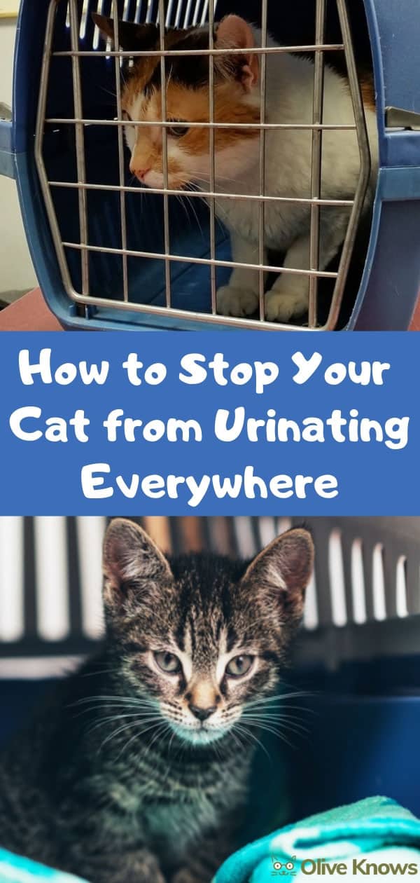 How to Choose a Cat Carrier