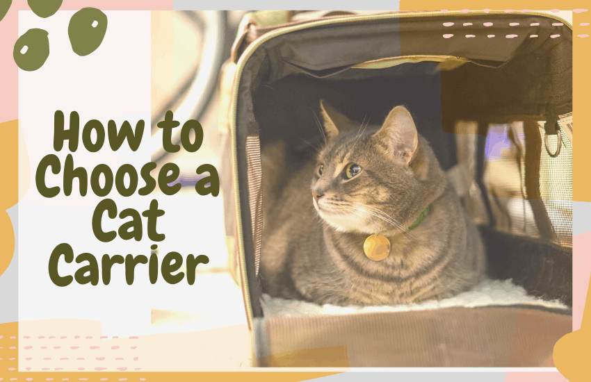 How to Choose a Cat Carrier