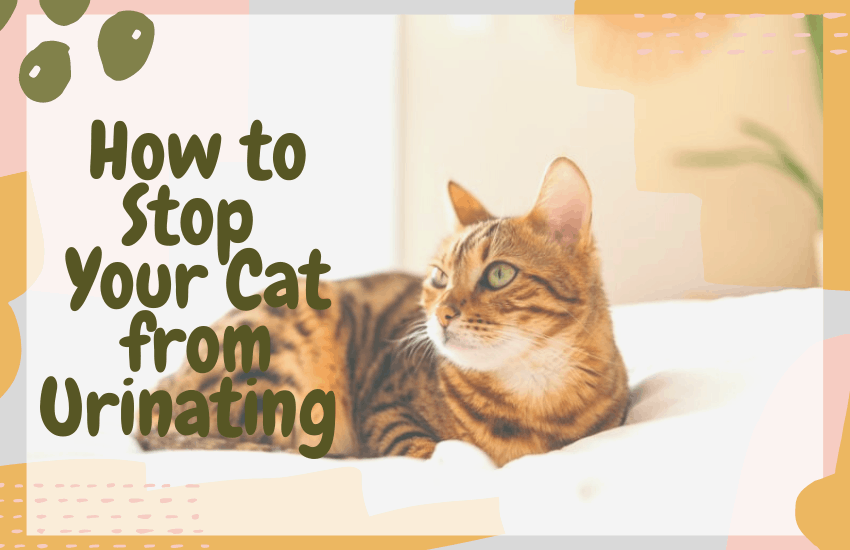 How to Stop Your Cat from Urinating