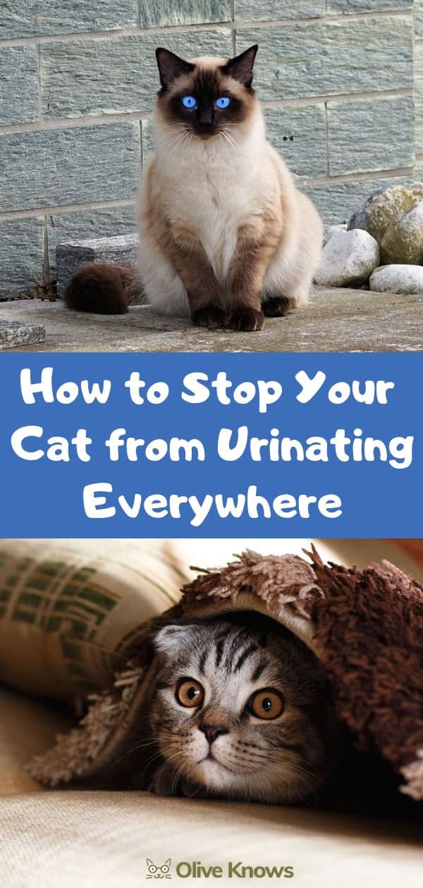 How to Stop Your Cat from Urinating Everywhere