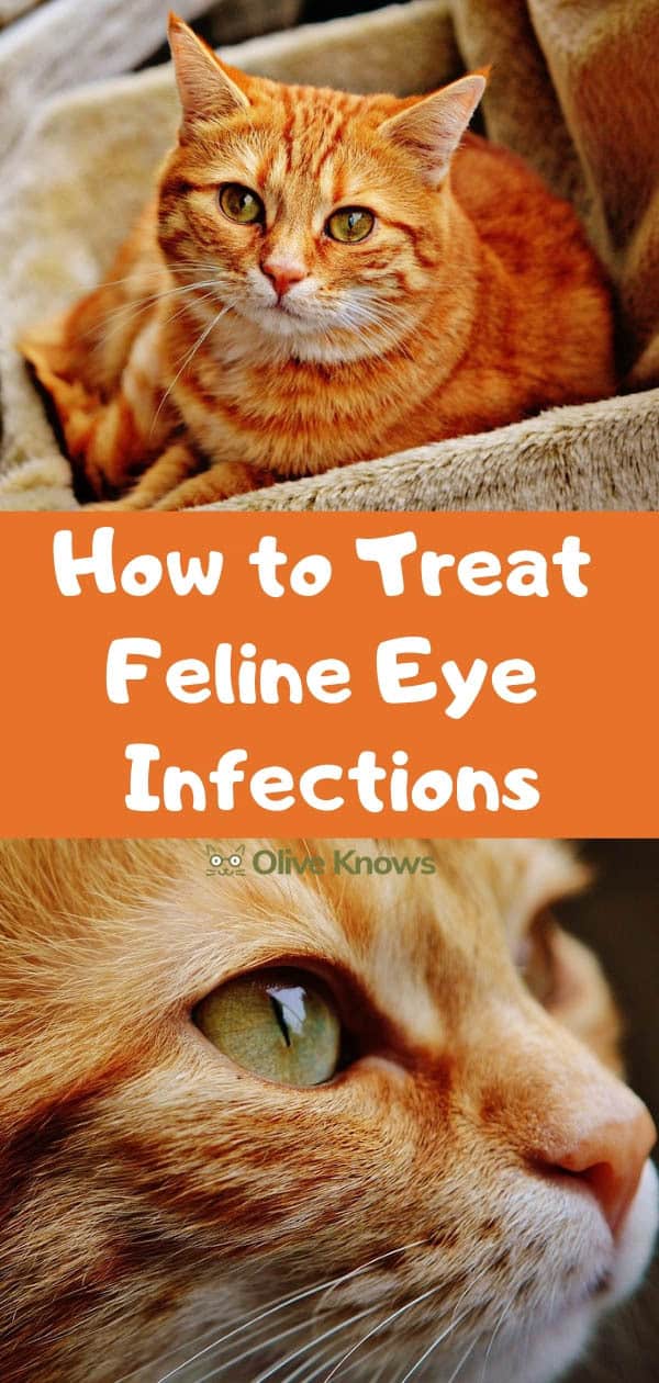 How to Treat Feline Eye Infections OliveKnows