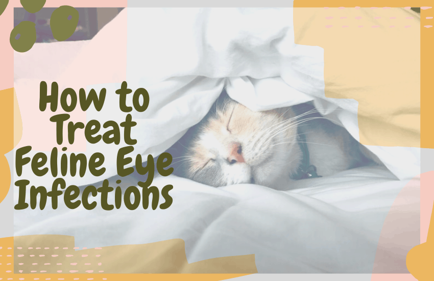 How to Treat Feline Eye Infections