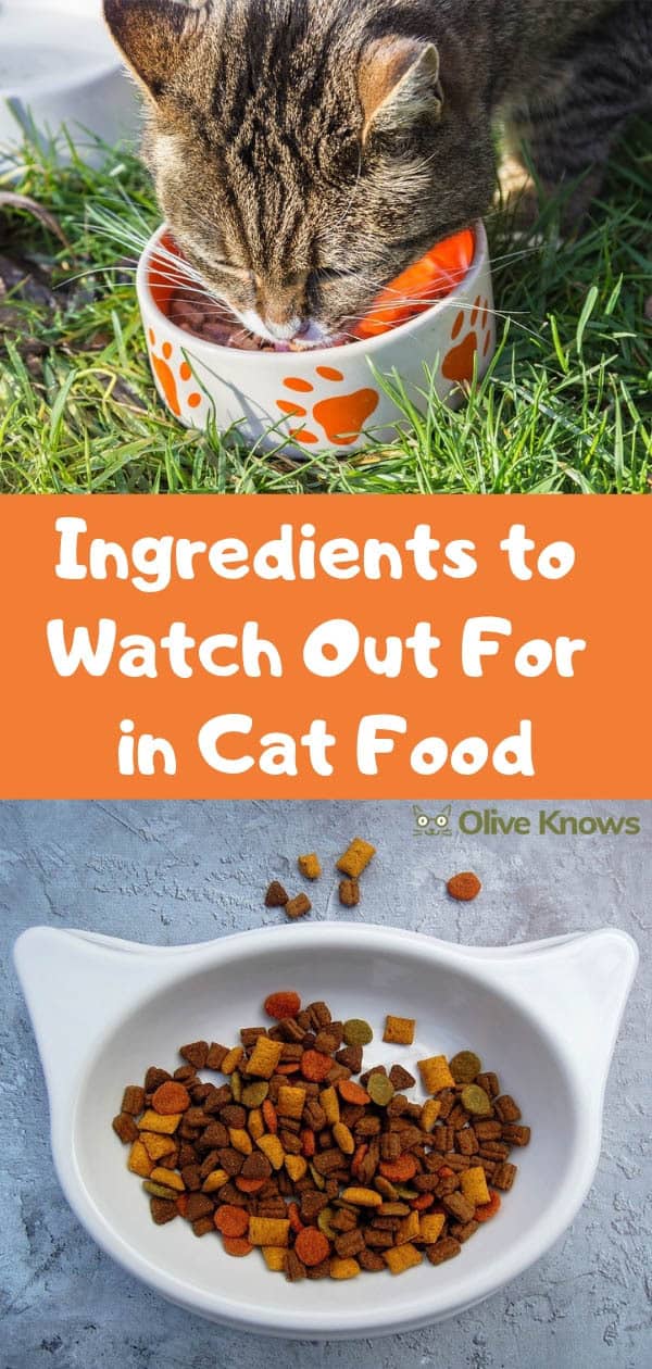 Ingredients to Watch Out For in Cat Food