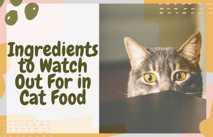 Ingredients to Watch Out For in Cat Food