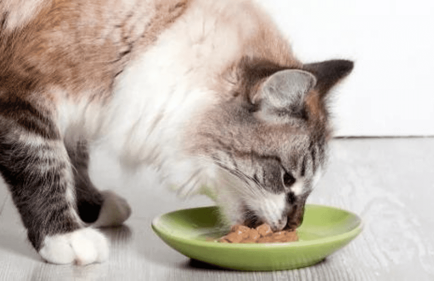 cat eating canned food