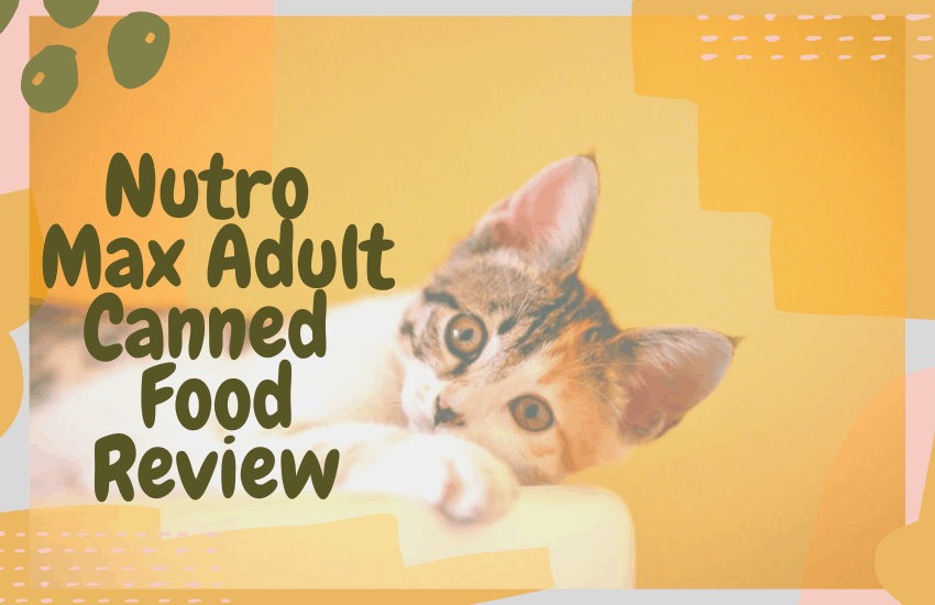 Nutro Max Adult Canned  Food Review