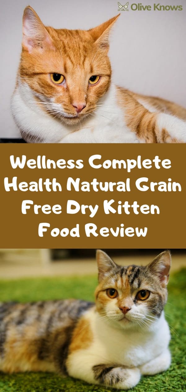 wellness kitten dry food