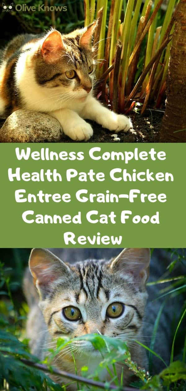 Wellness Complete Health Pate Chicken Entree Grain-Free Canned Cat Food Review