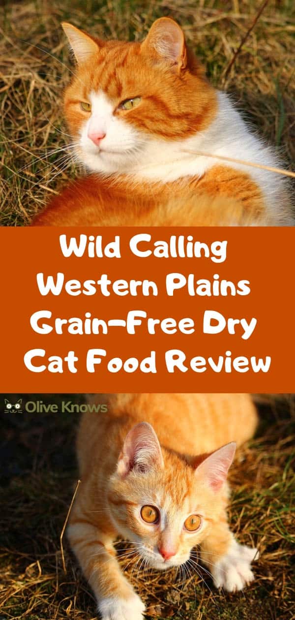 wild calling cat food