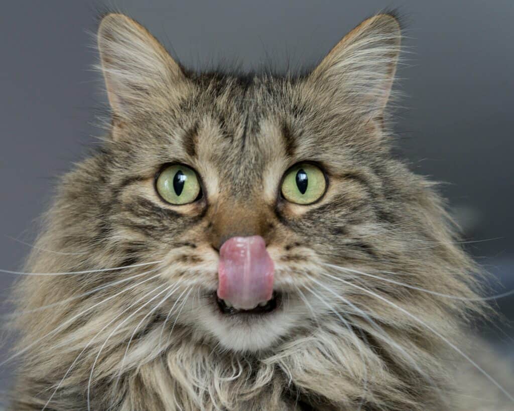 cat sticking tongue out