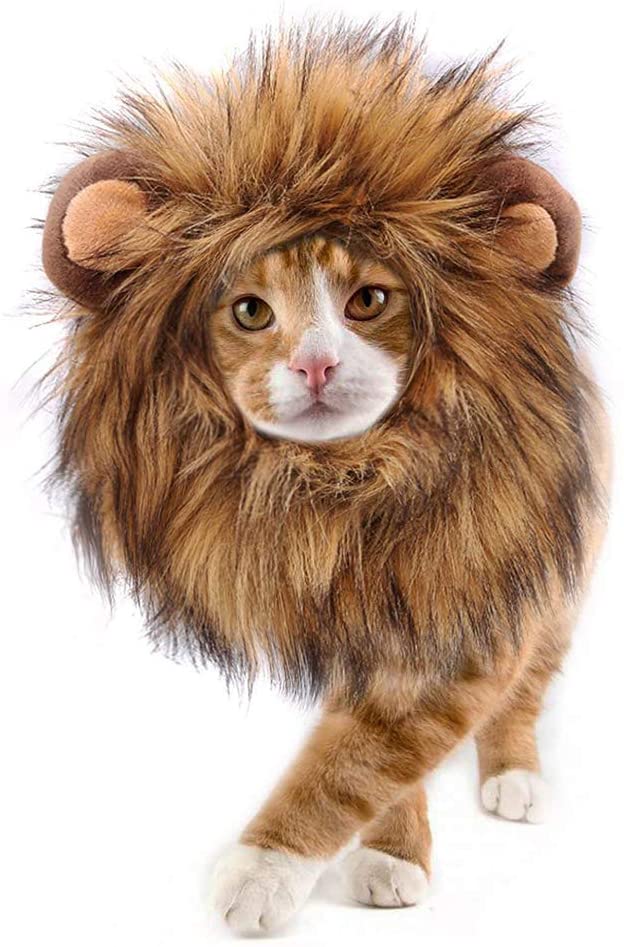 Lion’s Mane for Cats