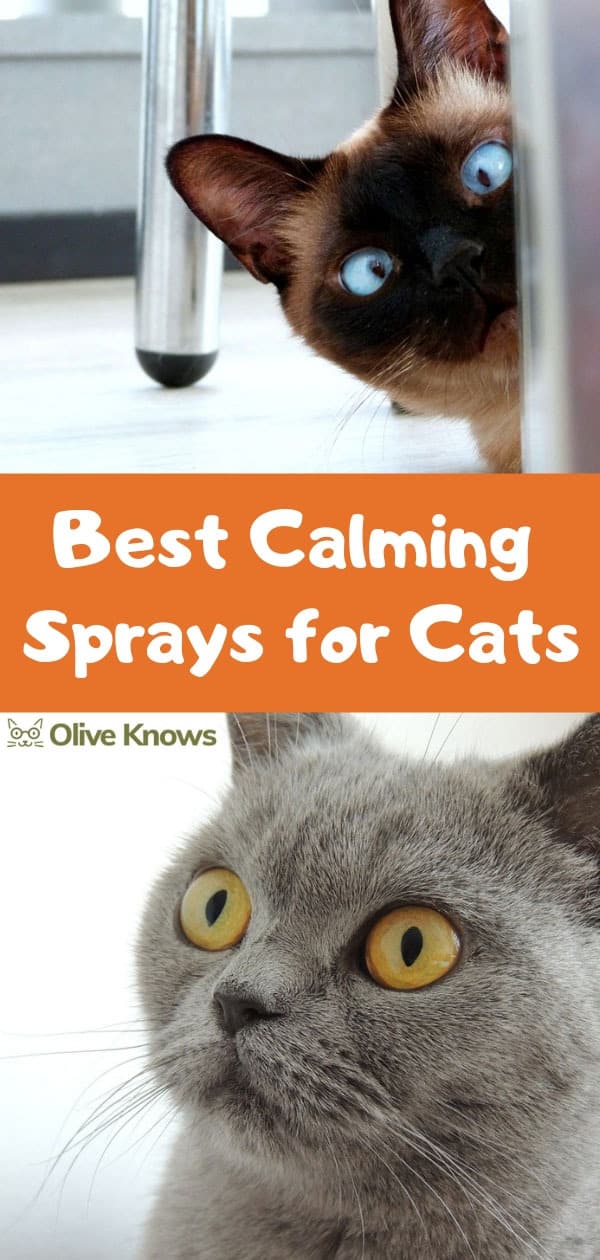 Best Calming Sprays for Cats