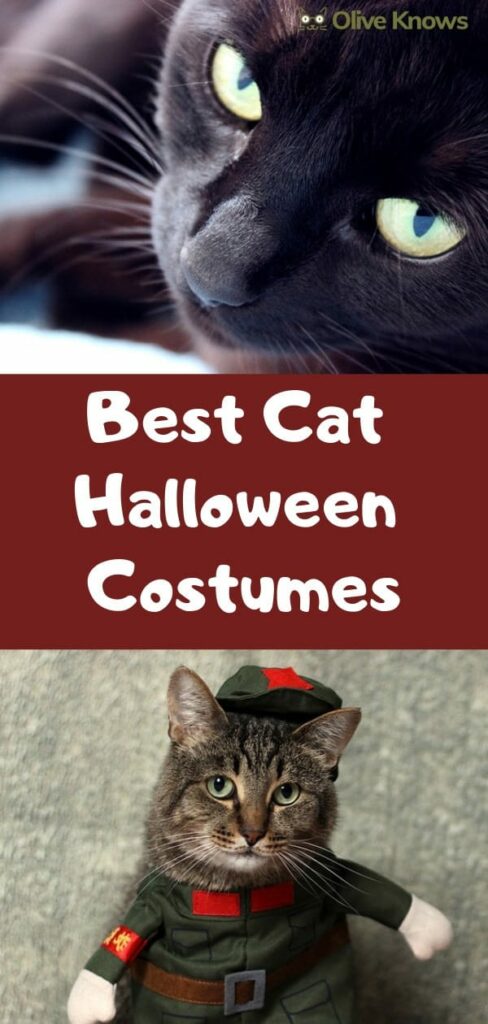 Best Cat Halloween Costumes