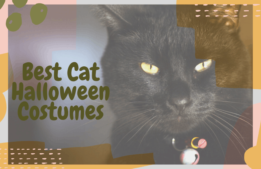 Best Cat Halloween Costumes