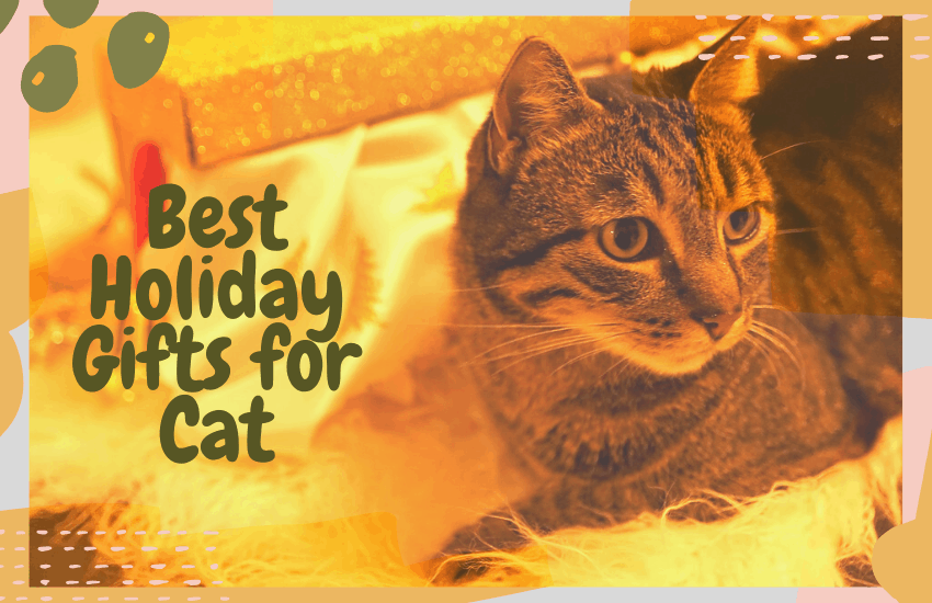 Best Holiday Gifts for Cat