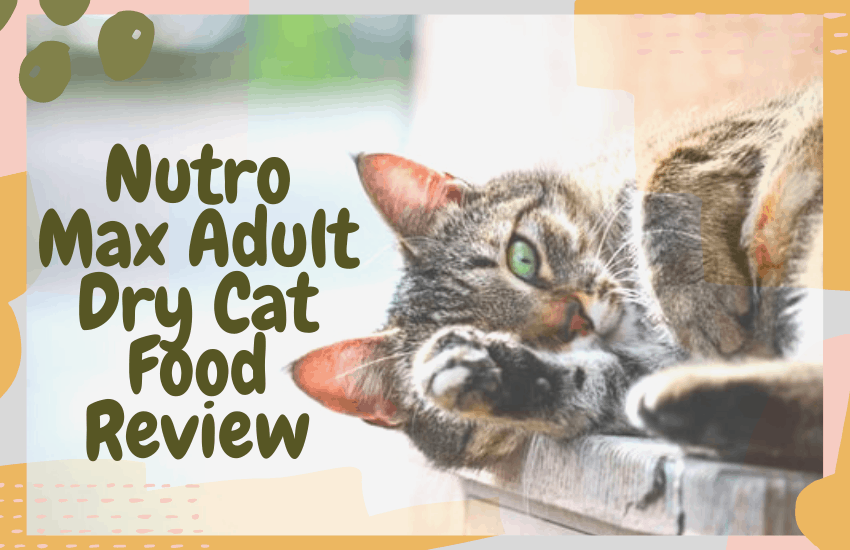 Nutro Max Adult Dry Cat Food Review