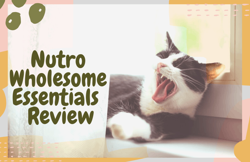 nutro wholesome essentials cat food