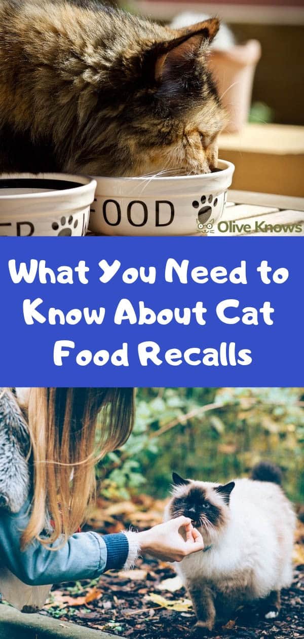 What You Need to Know About Cat Food Recalls OliveKnows