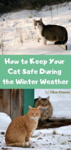 How to Keep Your Cat Safe During the Winter Weather - OliveKnows