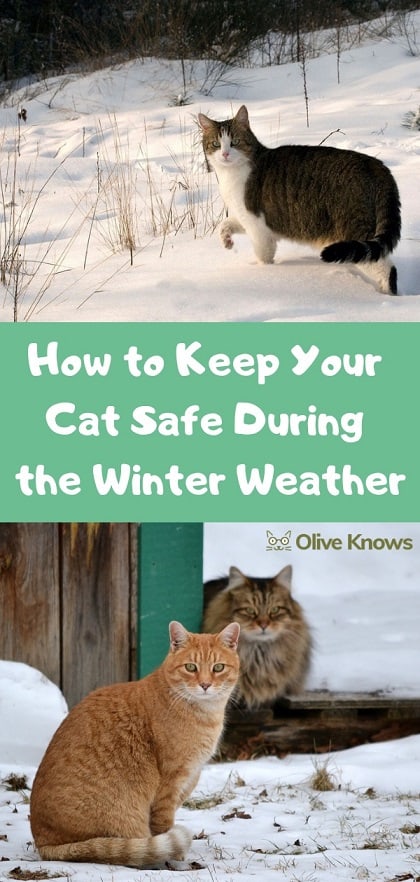 How to Keep Your Cat Safe During the Winter Weather