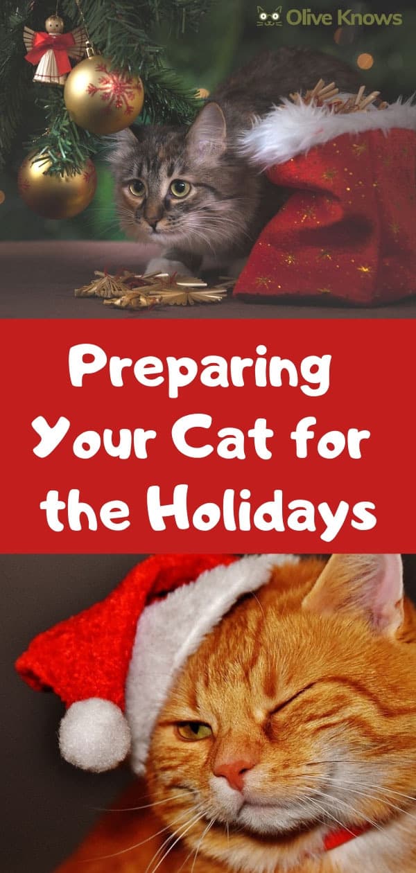 Preparing Your Cat for the Holidays