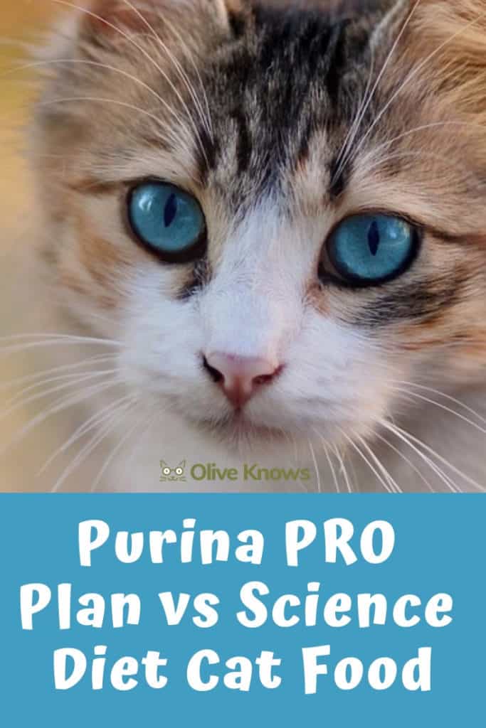 Purina PRO Plan vs Science Diet Cat Food [2022 Edition] OliveKnows