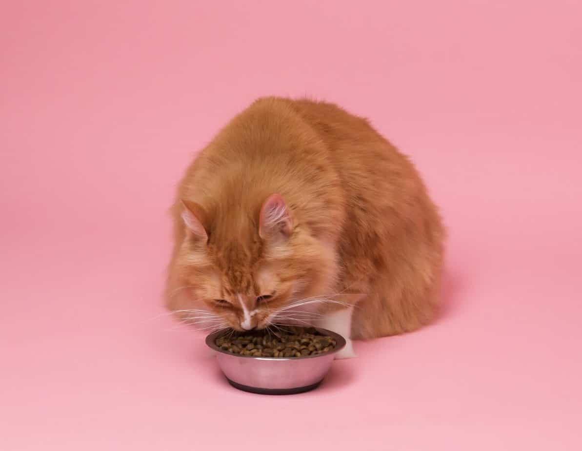 Diamond Naturals Kitten Formula Dry Cat Food Review OliveKnows