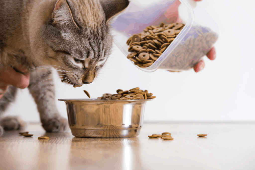 The Best Cat Food For Hyperthyroidism OliveKnows
