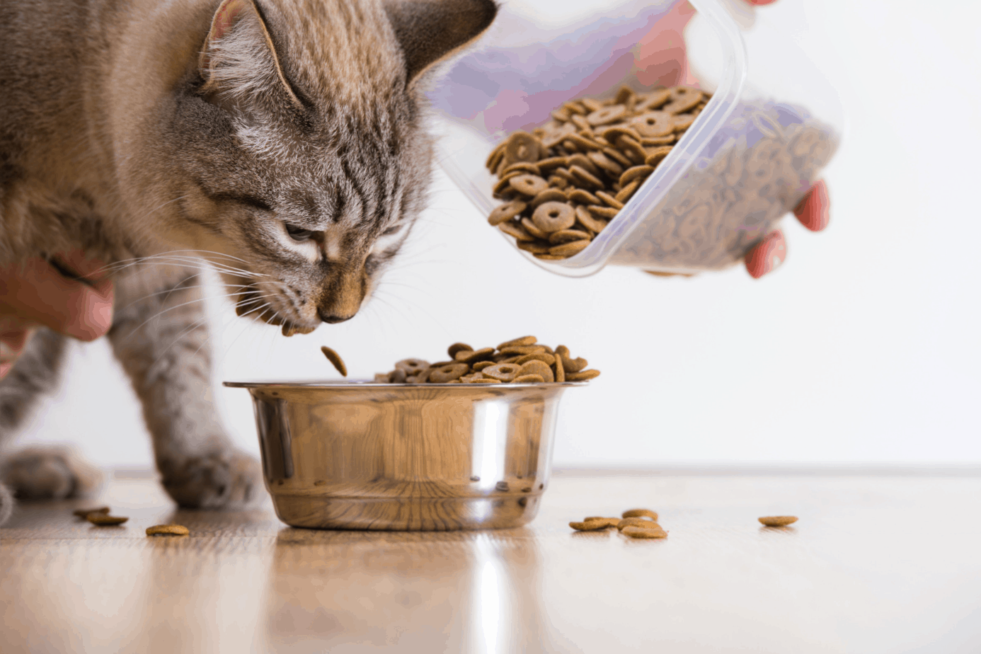 The Best Cat Food For Hyperthyroidism OliveKnows