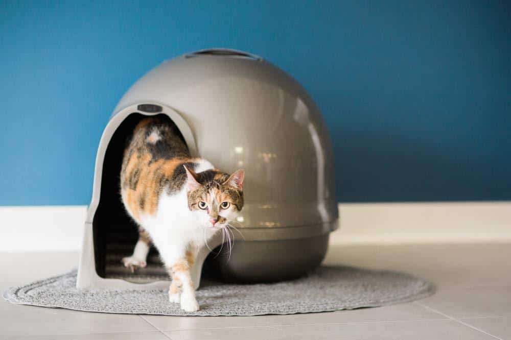 best cat litter box