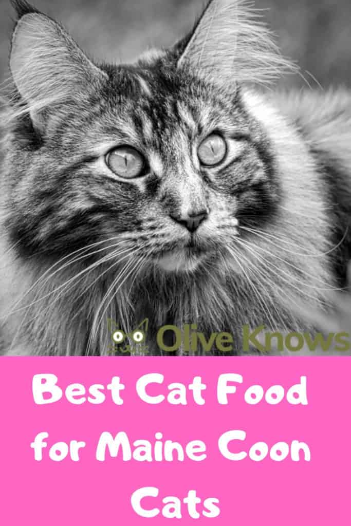 The Best Cat Food for Maine Coon Cats (You'll Both Love) OliveKnows