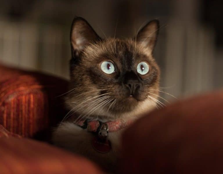 The Best Food for Siamese Cats [Real Cat Expert Picks] OliveKnows