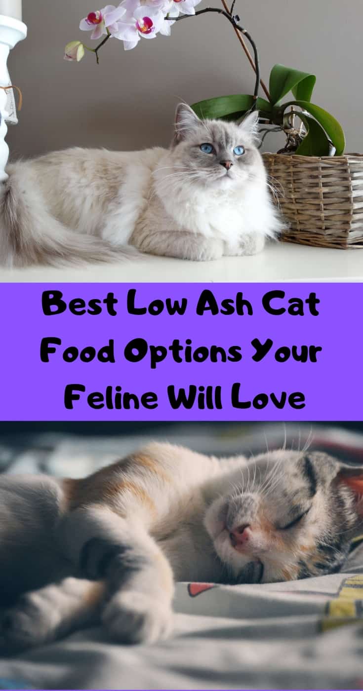 low ash cat food