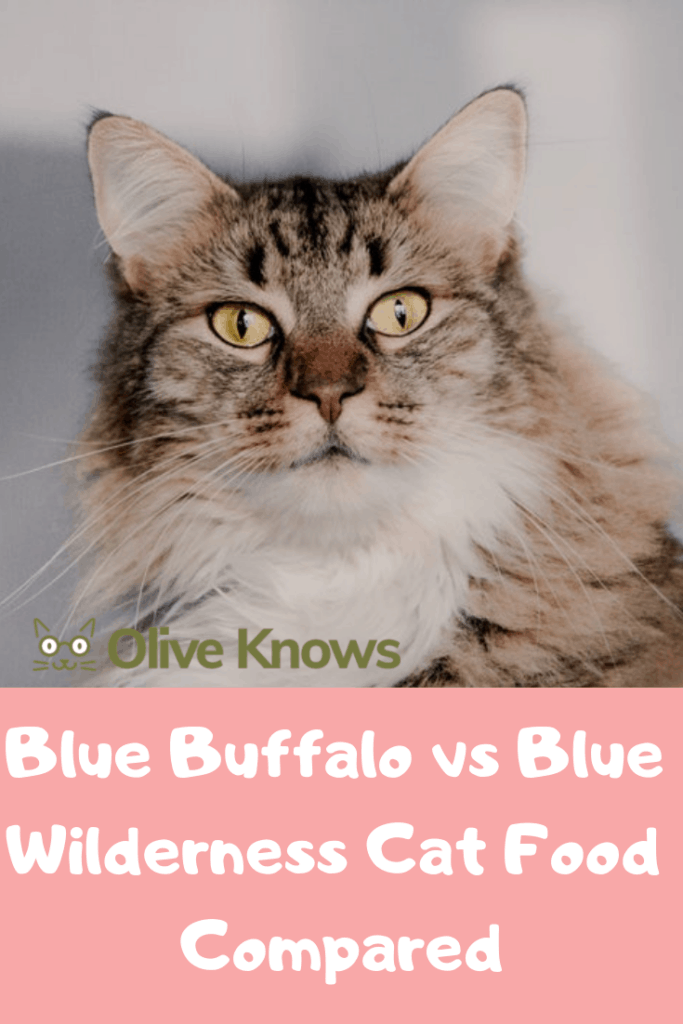 Blue Buffalo Vs Blue Wilderness Cat Food Compared Oliveknows