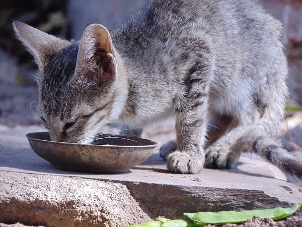 skinny cat eating