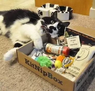 Why Go With KitNipBox?