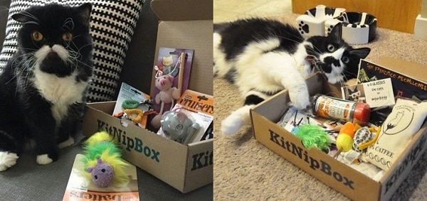 Cat-Kitnipbox-Subscription