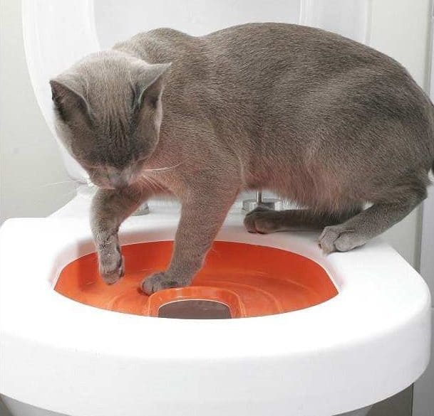 Cat Potty Train