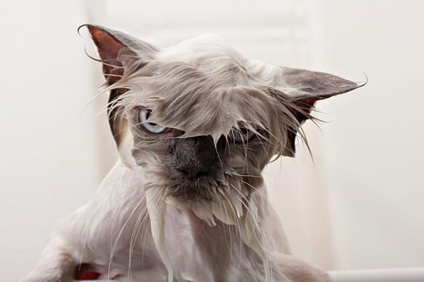 Shampooed Cat 