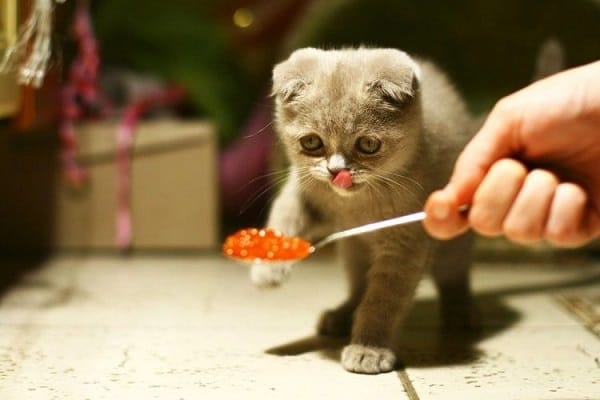 How-Feed-Dry-Kitten-Food