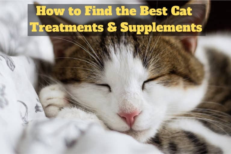 How to Find the Best Cat Treatments & Supplements OliveKnows