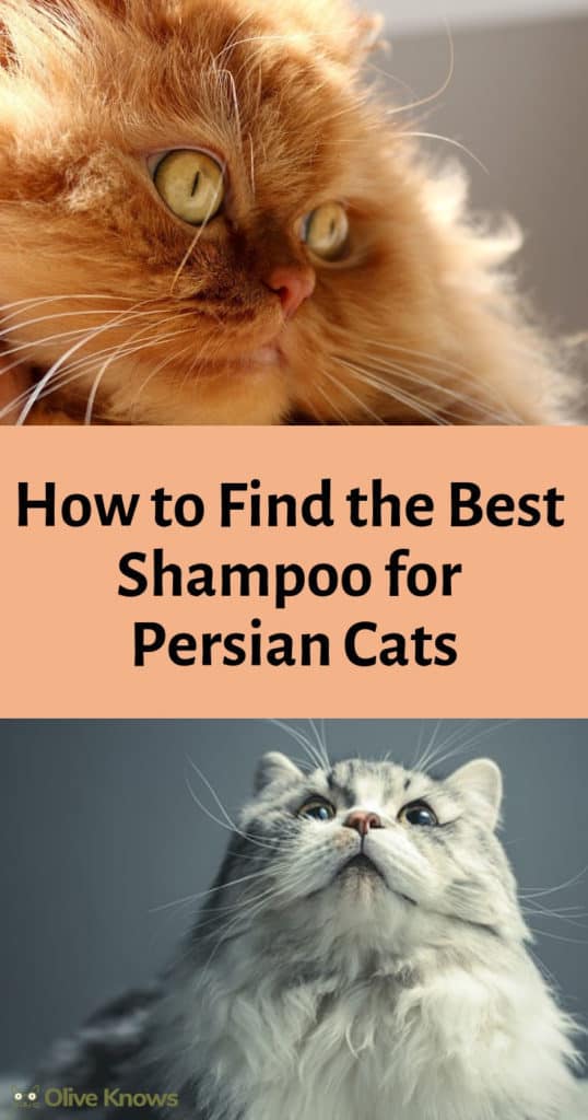 How to Find the Best Shampoo for Persian Cats OliveKnows