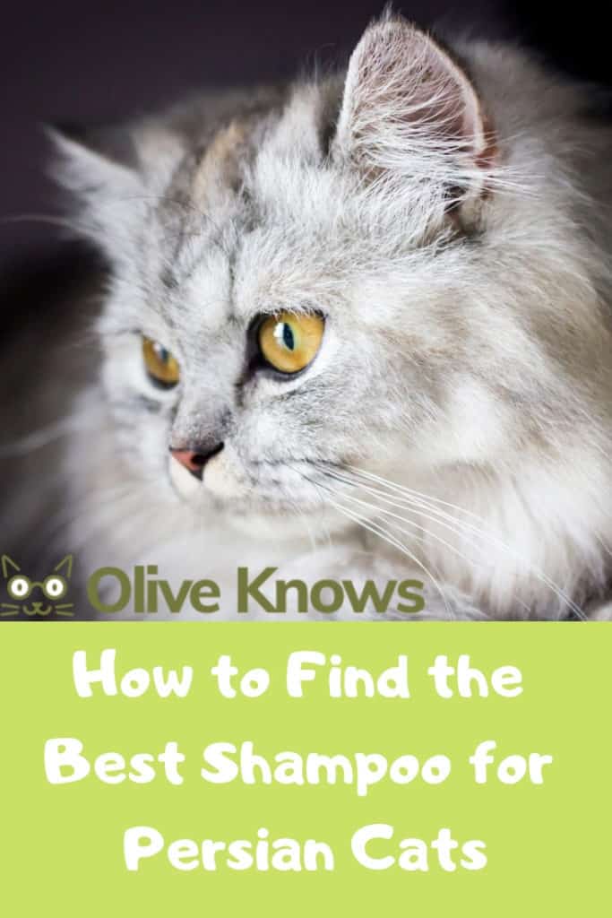 How to Find the Best Shampoo for Persian Cats OliveKnows