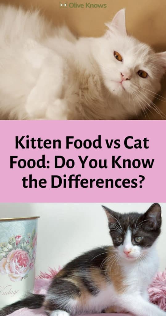 Kitten Food vs Cat Food Do You Know the Differences? OliveKnows