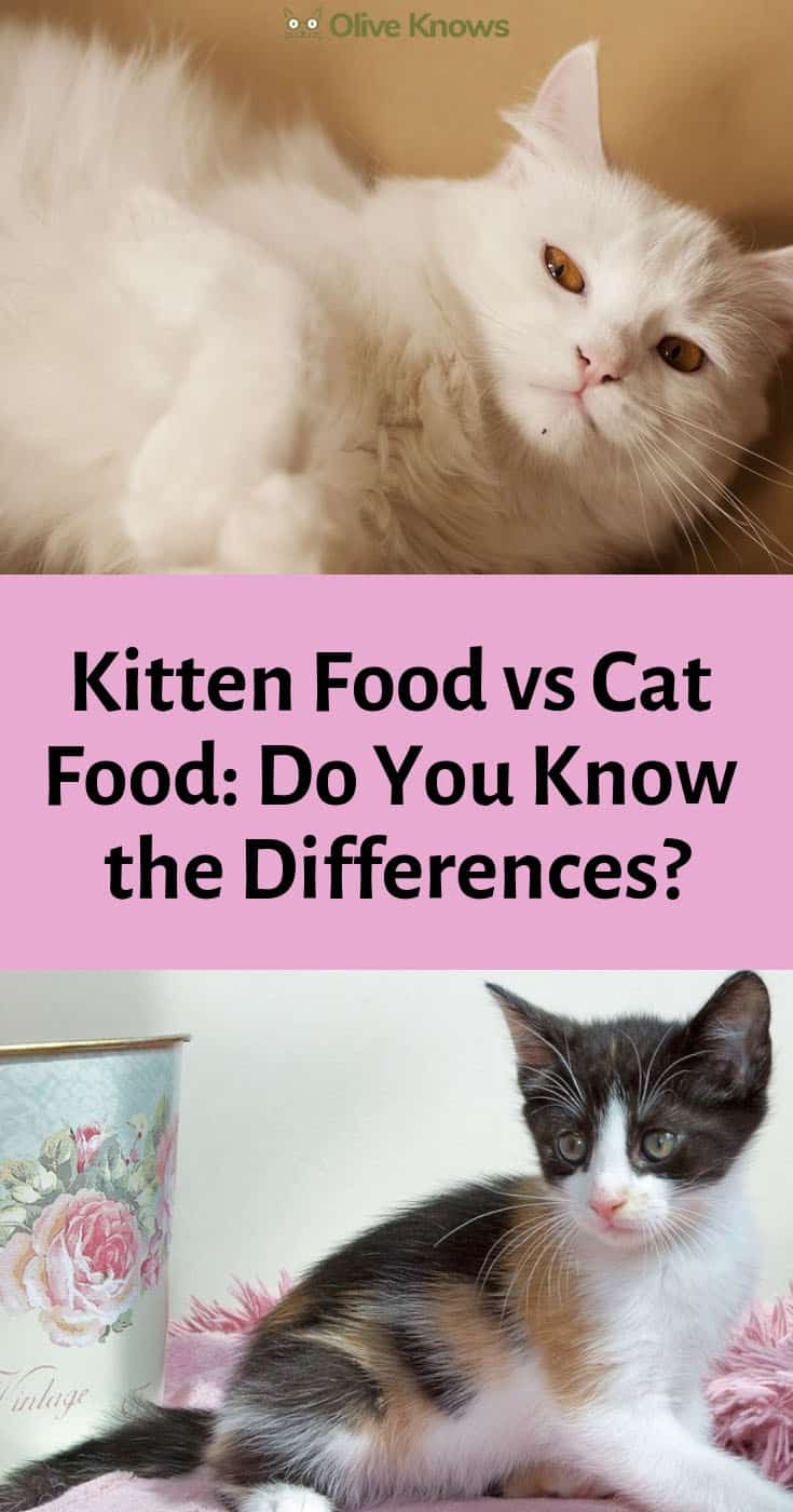 kitten food vs cat food Kitten food vs cat food: do you know the
differences?