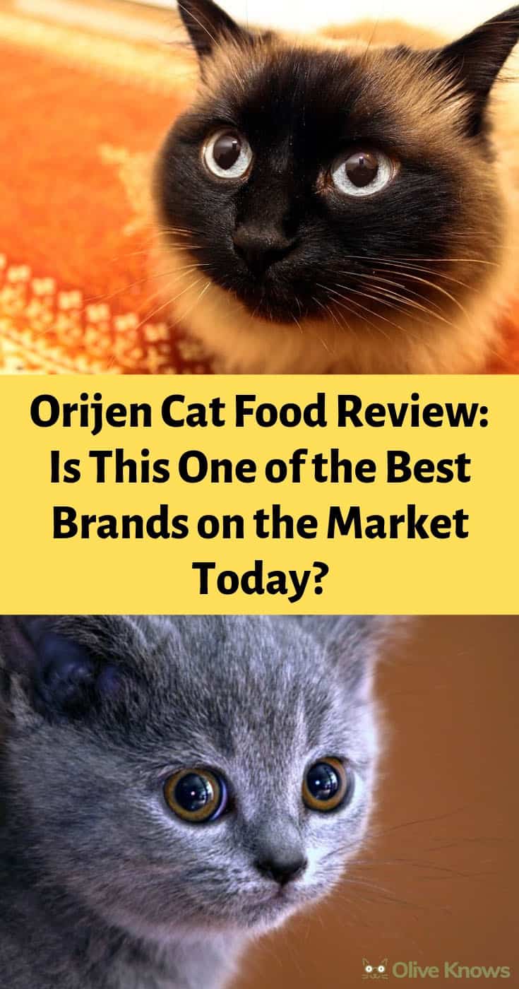 Orijen Cat Food Review