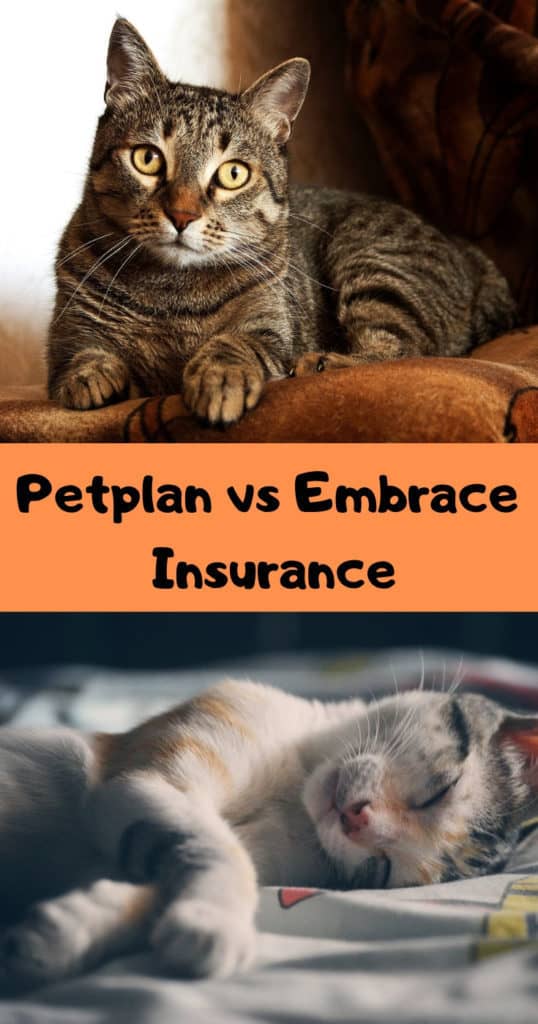 Petplan vs Embrace Insurance [2022] Which Is Better? OliveKnows
