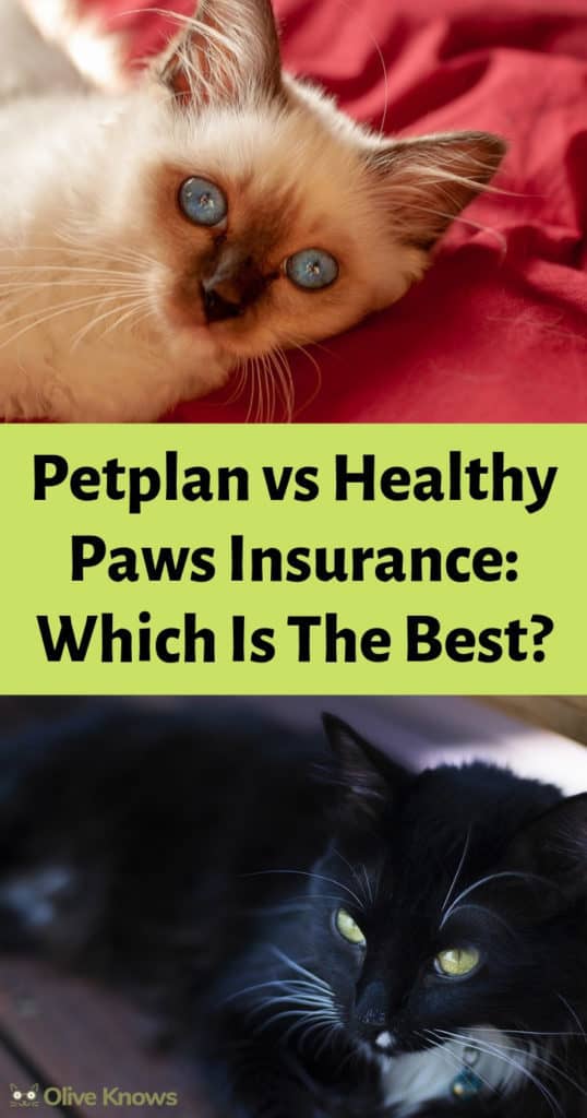 Petplan vs Healthy Paws Insurance Which Is The Best? OliveKnows