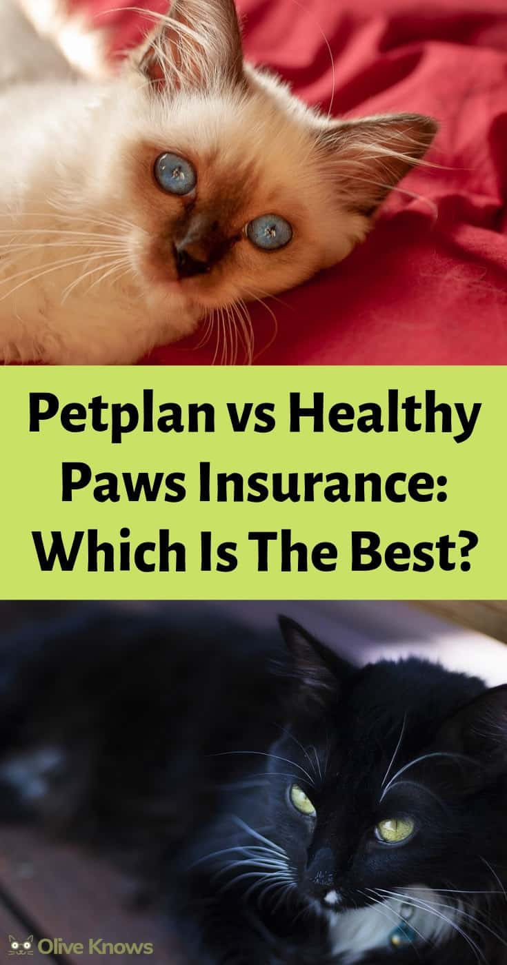 Petplan vs Healthy Paws Insurance: Which Is The Best?