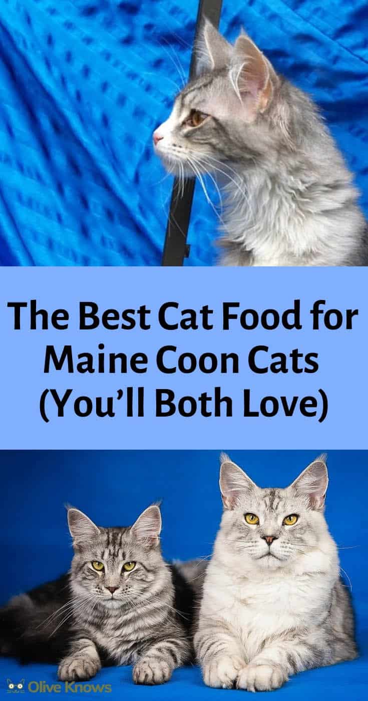 The Best Cat Food for Maine Coon Cats